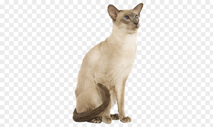 Kitten Balinese Cat Burmese Tonkinese Domestic Short-haired Siamese PNG