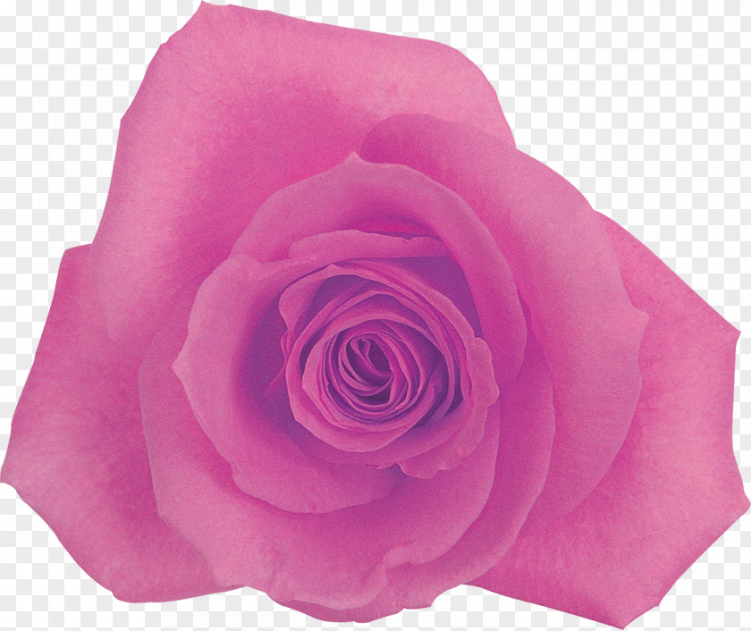 Lilac Centifolia Roses Rosaceae Flower Garden Pink PNG