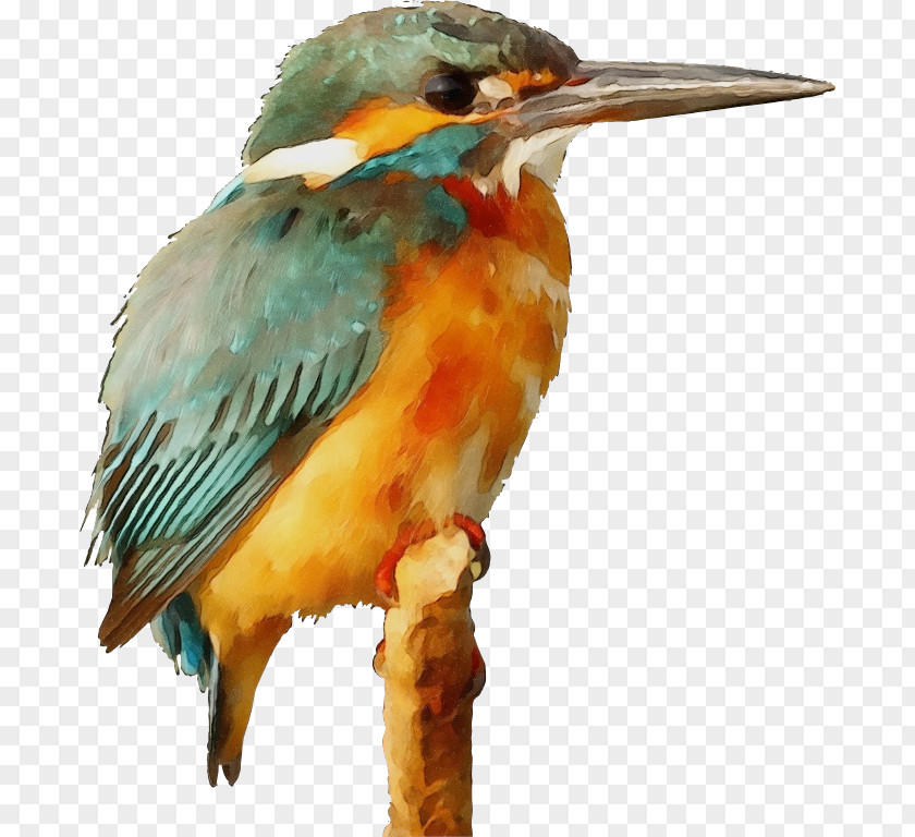 Lovebird Common Kingfisher Clip Art PNG