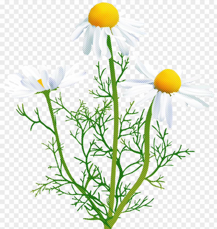 Marguerite Daisy Dandelion Flower Mayweed Chamomile Camomile Plant PNG