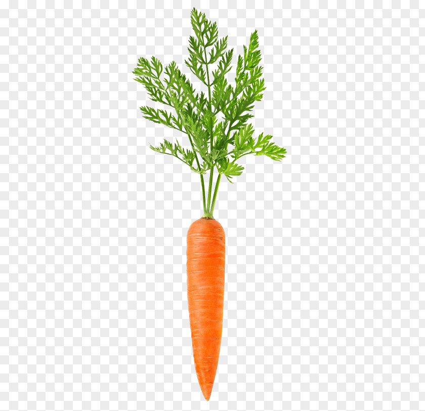 A Carrot Vegetable Food PNG