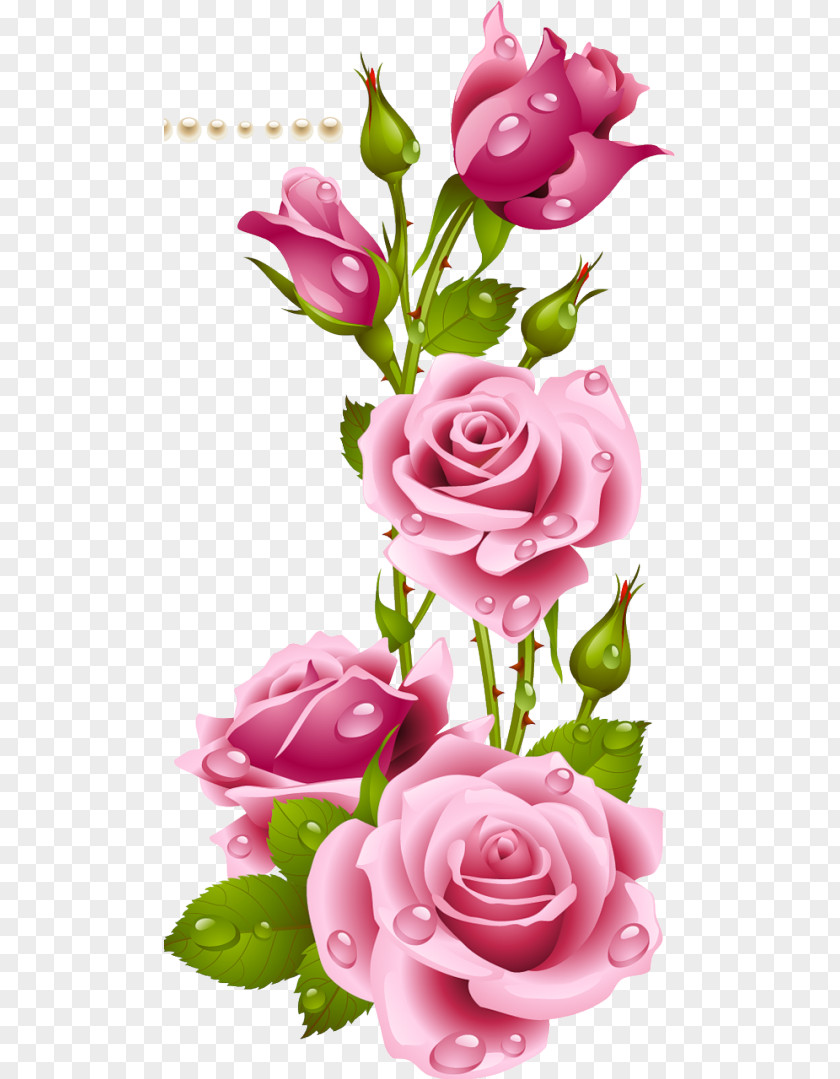 Flower Desktop Wallpaper Garden Roses PNG