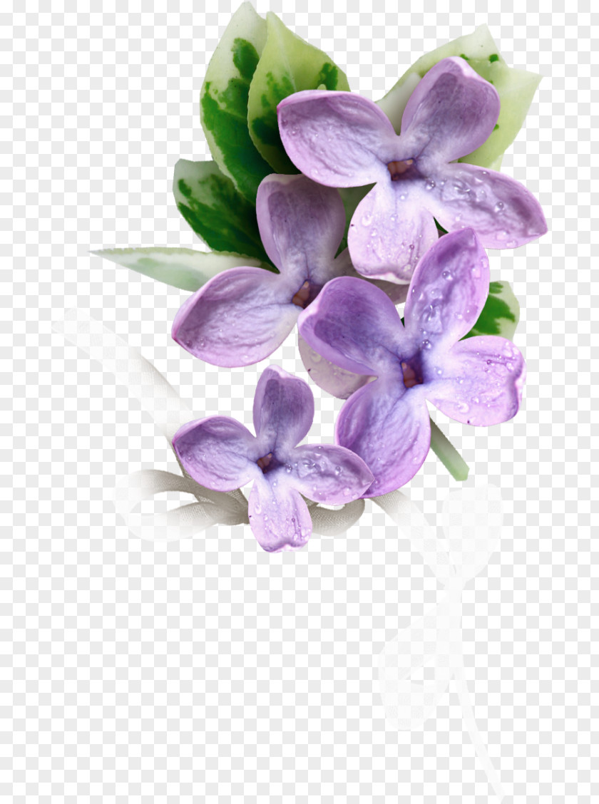 Flower Flowering Plant Plants Lilac Silk Baby's Breath PNG