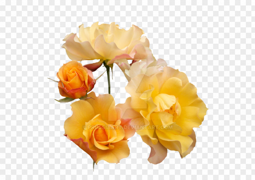 Flower Garden Roses Cabbage Rose Yellow Cut Flowers Floribunda PNG