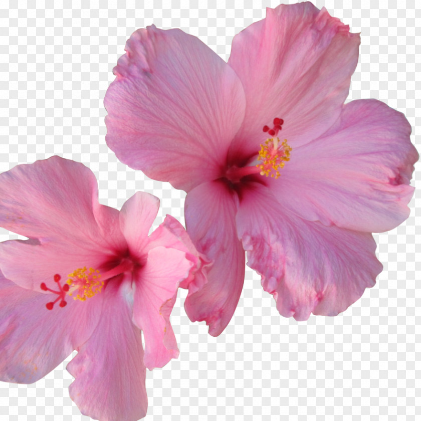 Flower Pink Flowers Shoeblackplant White Tea PNG