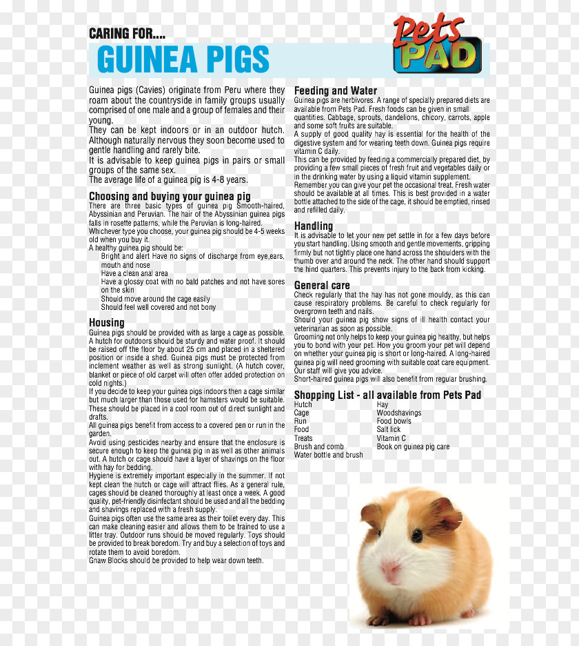 Guinea Pig Care Rodent Pet PNG