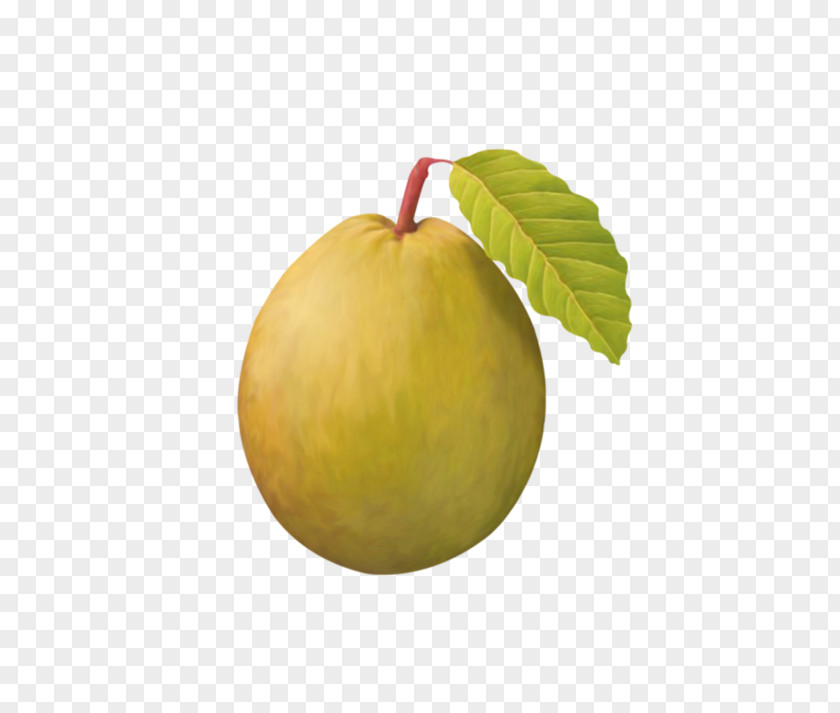 Pear Pyrus Nivalis Asian Fruit Vecteur PNG