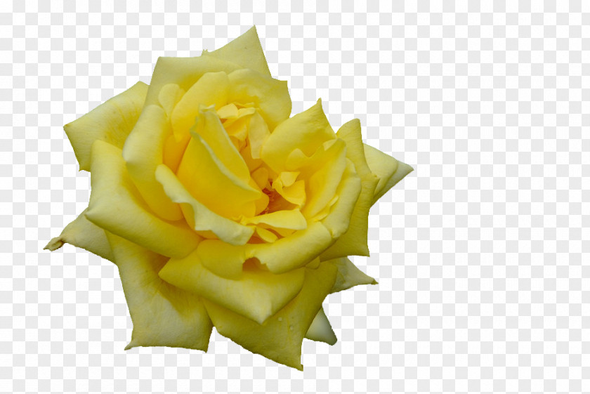 Rose Bloom Garden Roses Garnish PNG