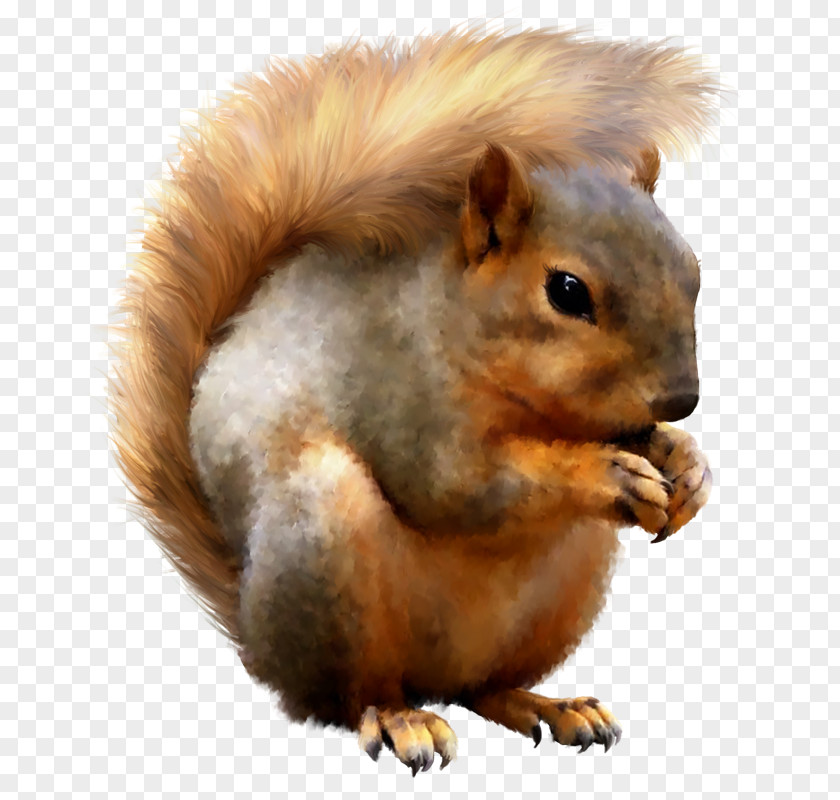 Squirell Fox Squirrel Red Tree Photoshop Contest PNG