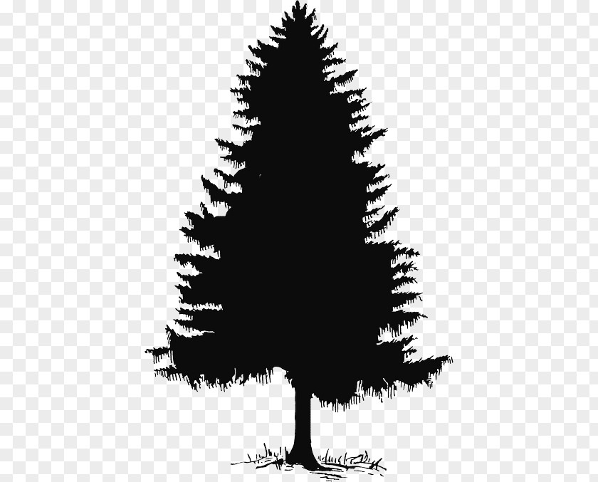 Tree Pine Evergreen Clip Art Fir PNG