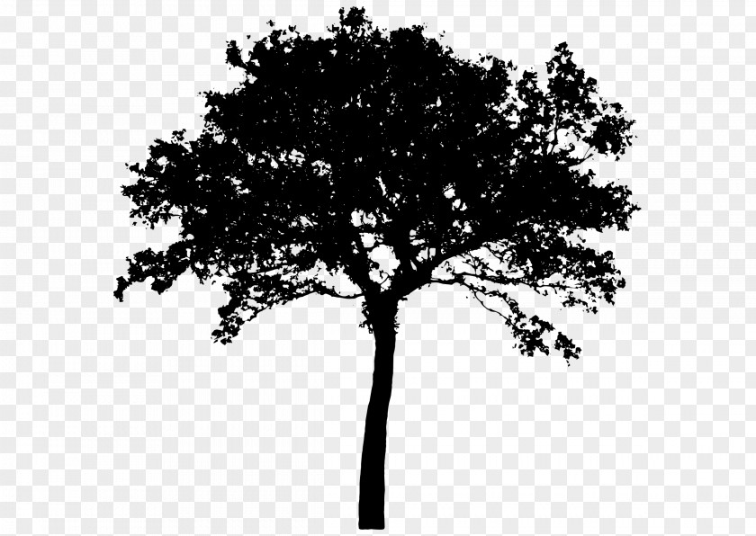 Tree Vector Silhouette Clip Art PNG