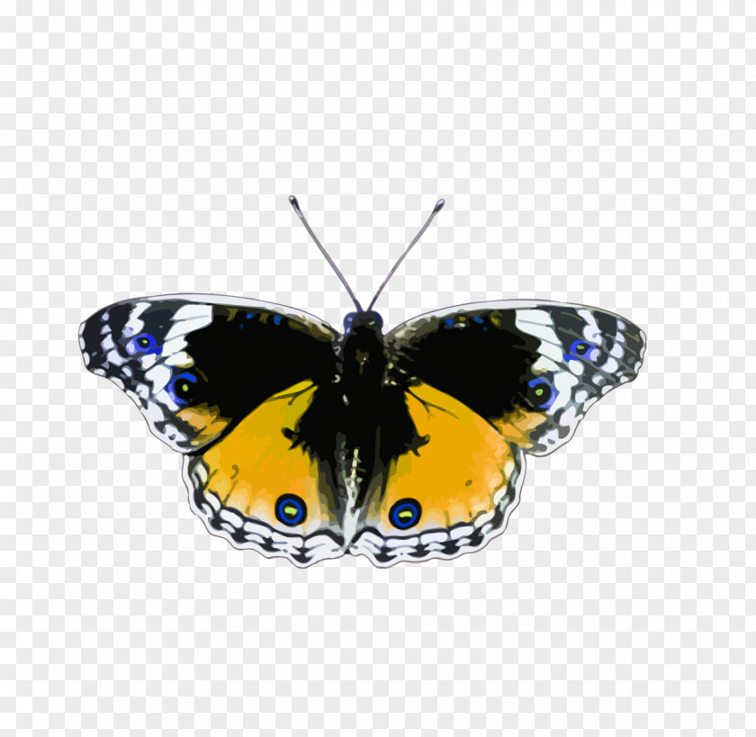 Butterfly Insect Clip Art PNG