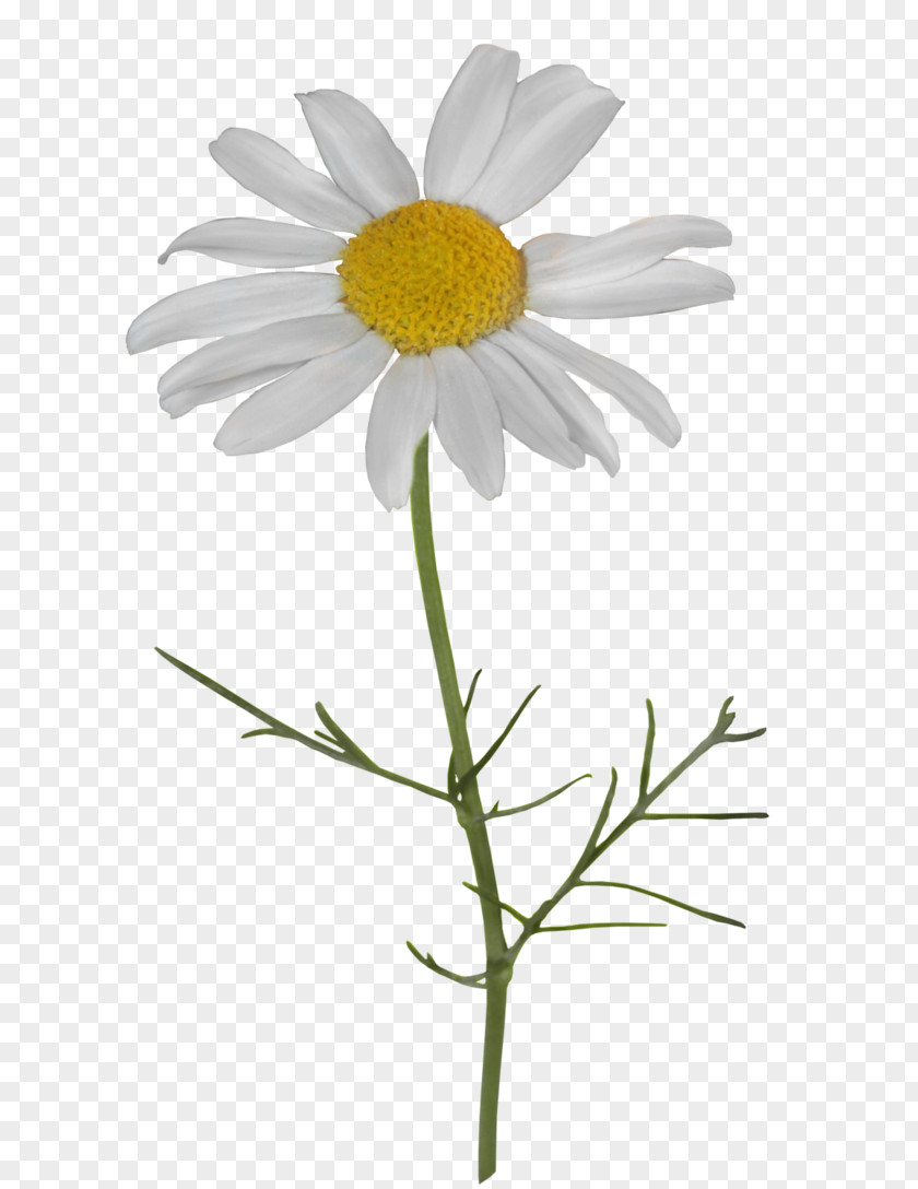 Chamomile Common Daisy Image Oxeye PNG