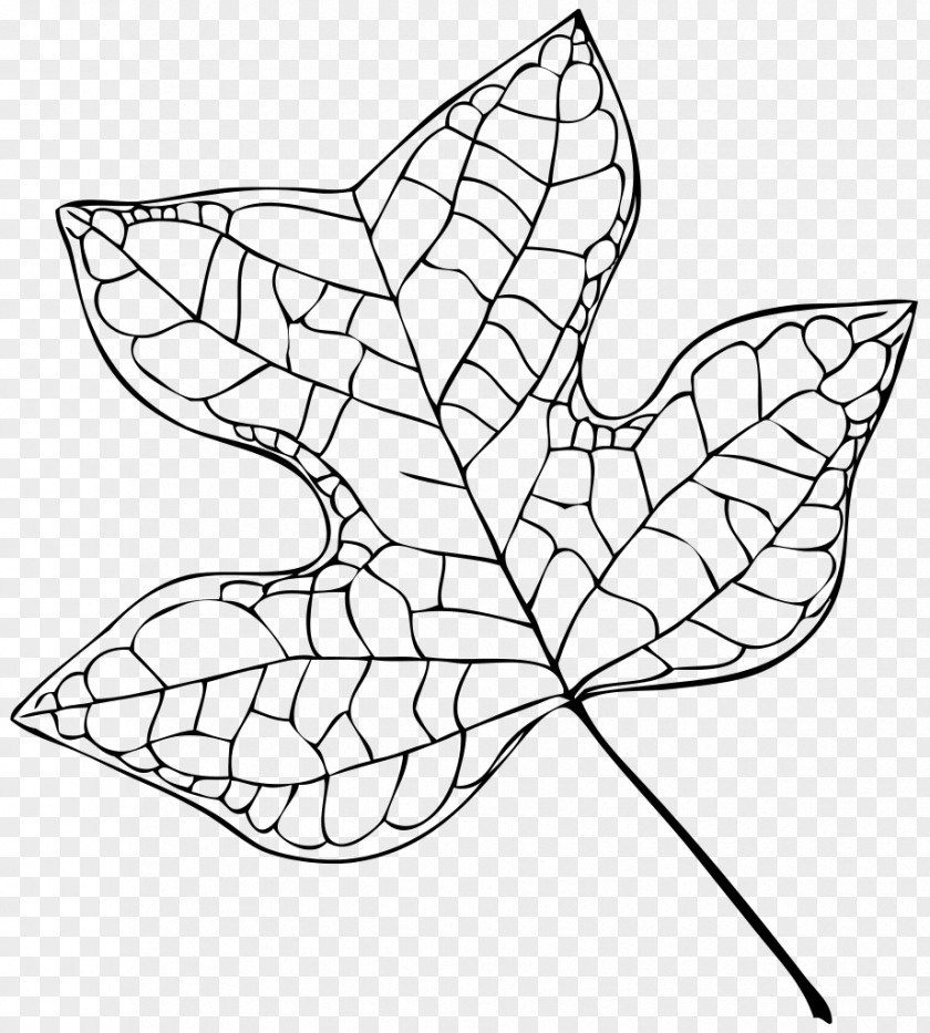 Leaf Liriodendron Tulipifera Tree Cottonwood PNG