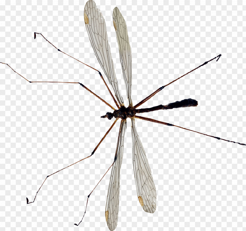 Mosquito Insect Culex Erythrothorax PNG