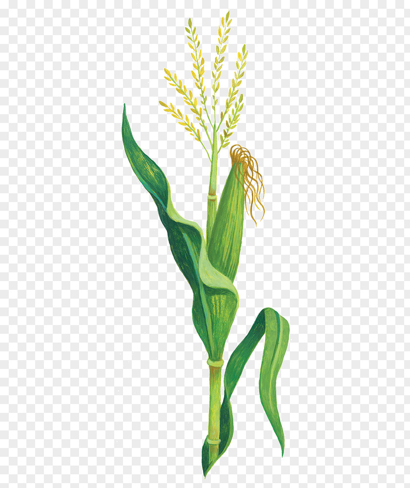 Origin Of Maize Plant Corn Domesticatiesyndroom Domestication Plants Leaf PNG