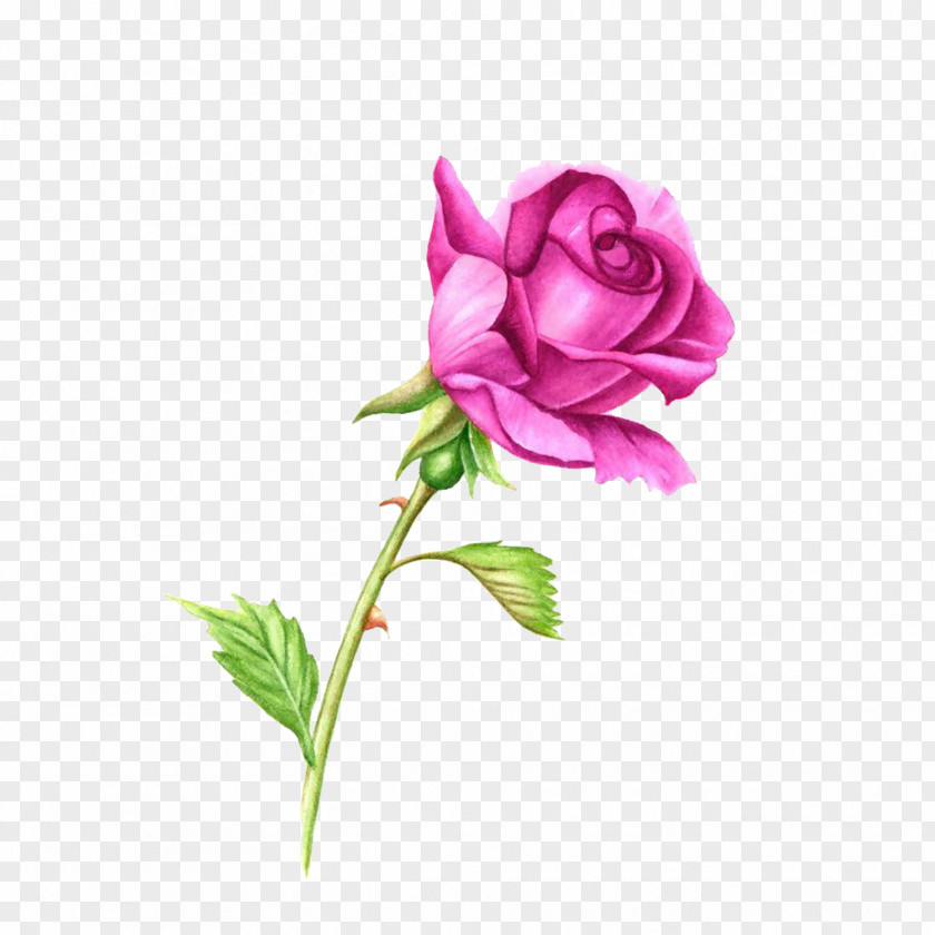 Pink Roses Rose Plant Stem Watercolor Painting Clip Art PNG