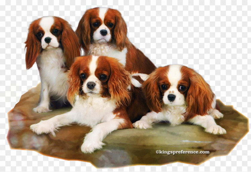 Puppy Cavalier King Charles Spaniel Dog Breed Companion PNG