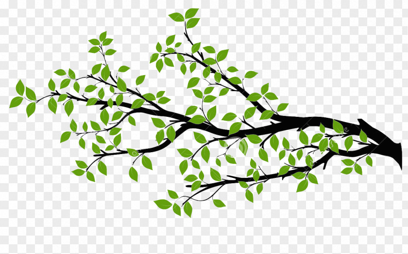 Branch Tree Drawing Royalty-free PNG