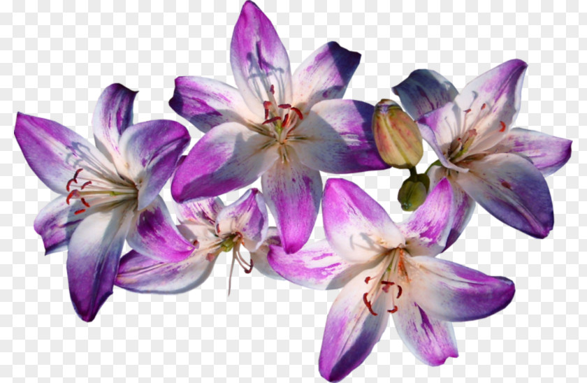 Flowering Plant Lily Violet PNG