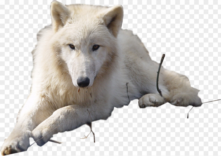 Lynx Dog Arctic Wolf Puppy Fox PNG