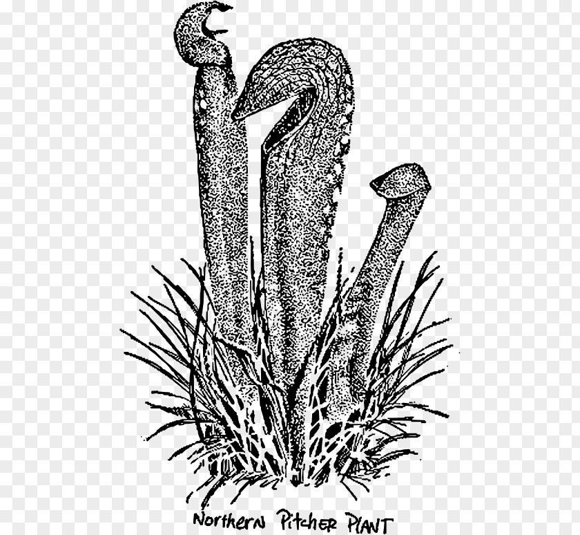 Pitcher Plant Drawing Purple Line Art PNG