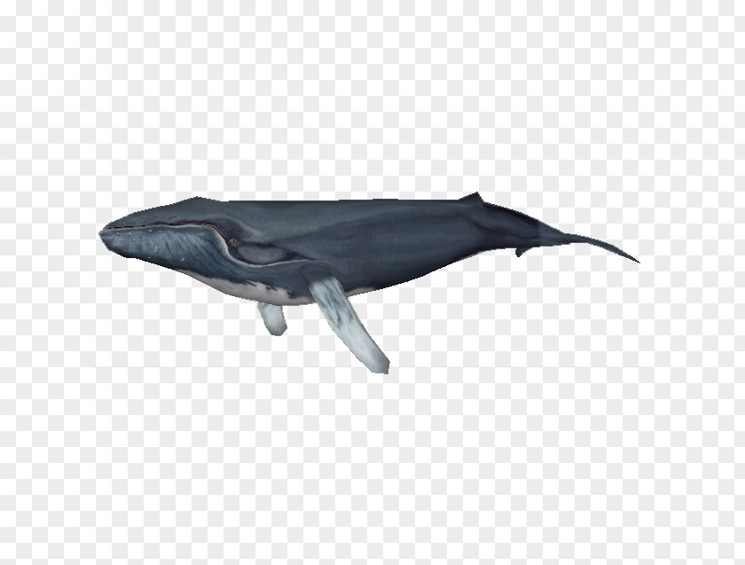 Whale Zoo Tycoon 2 Common Bottlenose Dolphin Tucuxi Porpoise PNG