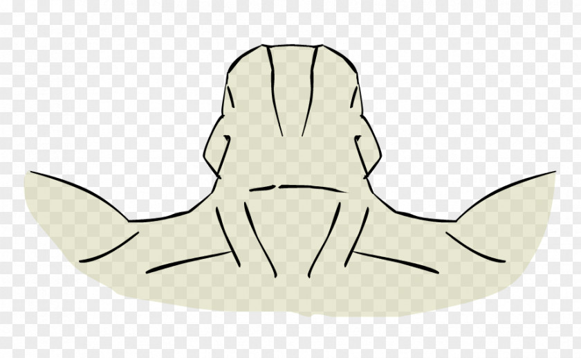 Anatomy Clip Art PNG