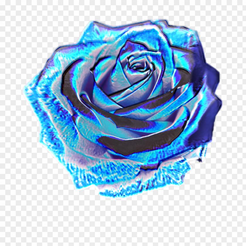 Hologram Garden Roses Image Holography PNG