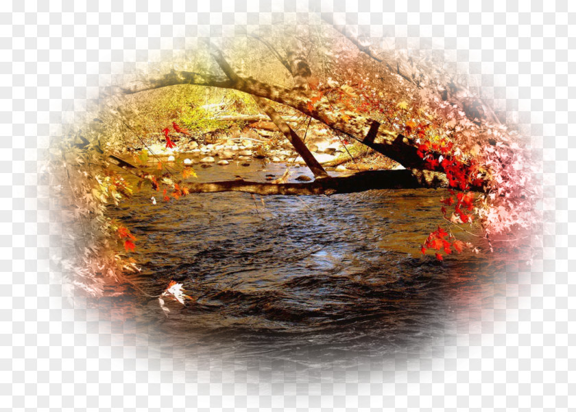 Autumn Leaf Color Desktop Wallpaper High-definition Television PNG
