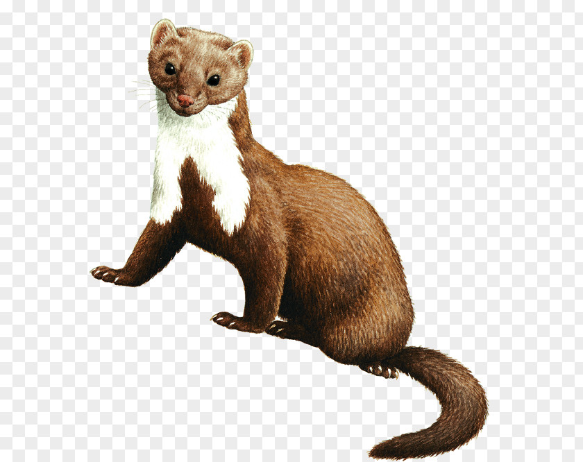 Ferret Black-footed Mink Beech Marten European Badger PNG