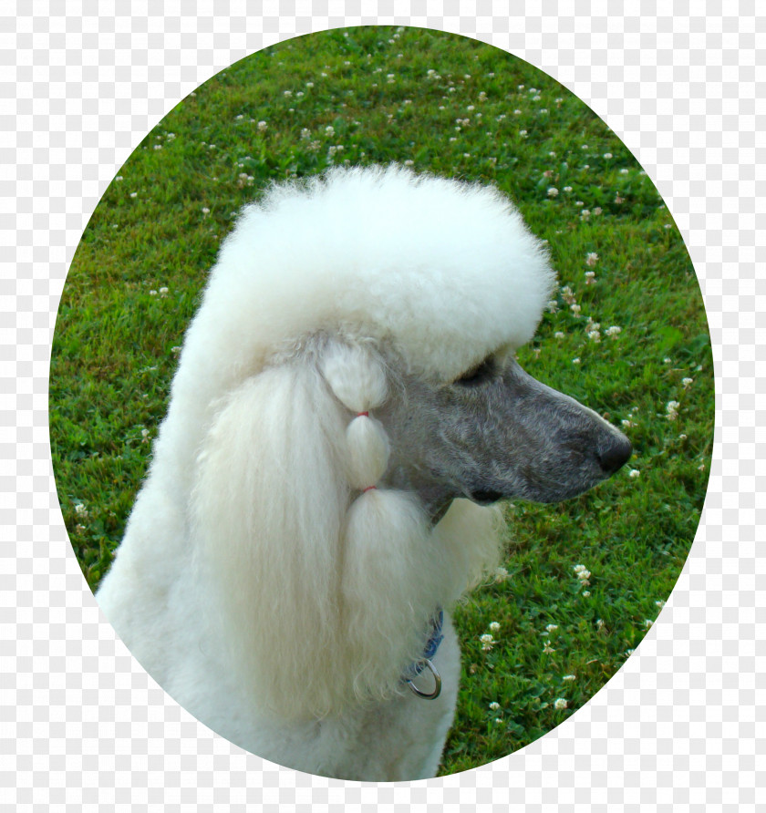 Puppy Standard Poodle Miniature Dog Breed Companion PNG
