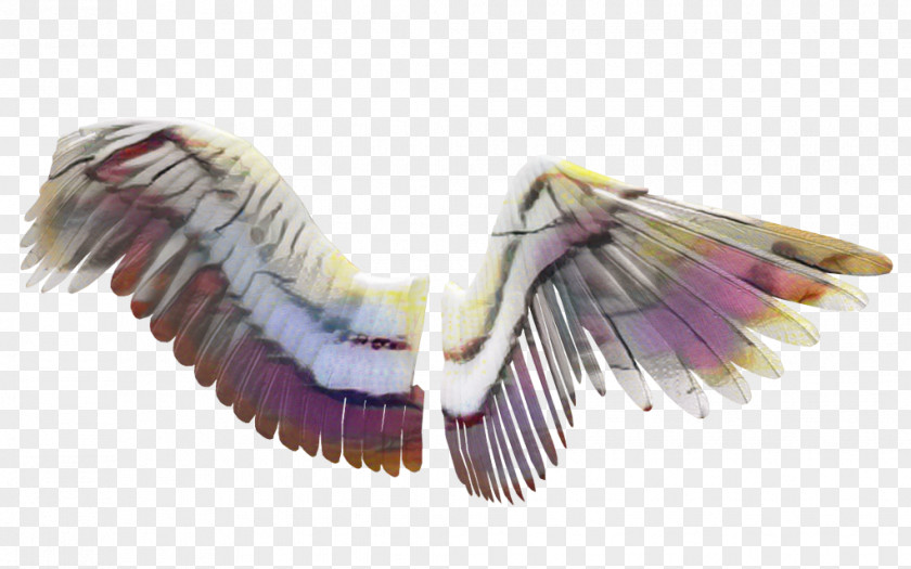 Seabird Bird Wing PNG