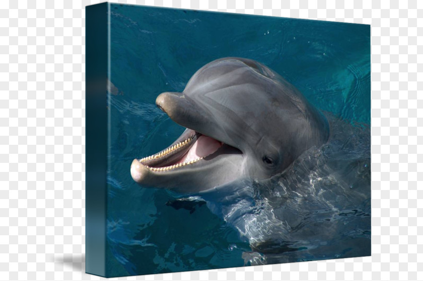 Water Common Bottlenose Dolphin Wholphin Tucuxi Short-beaked Rough-toothed PNG