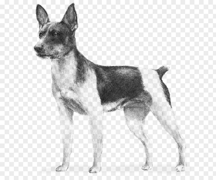 Ancient Dog Breeds Toy Fox Terrier Tenterfield Teddy Roosevelt PNG