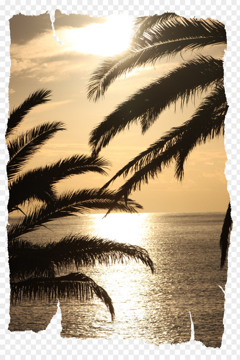 Arecaceae Photography Light Sunset PNG