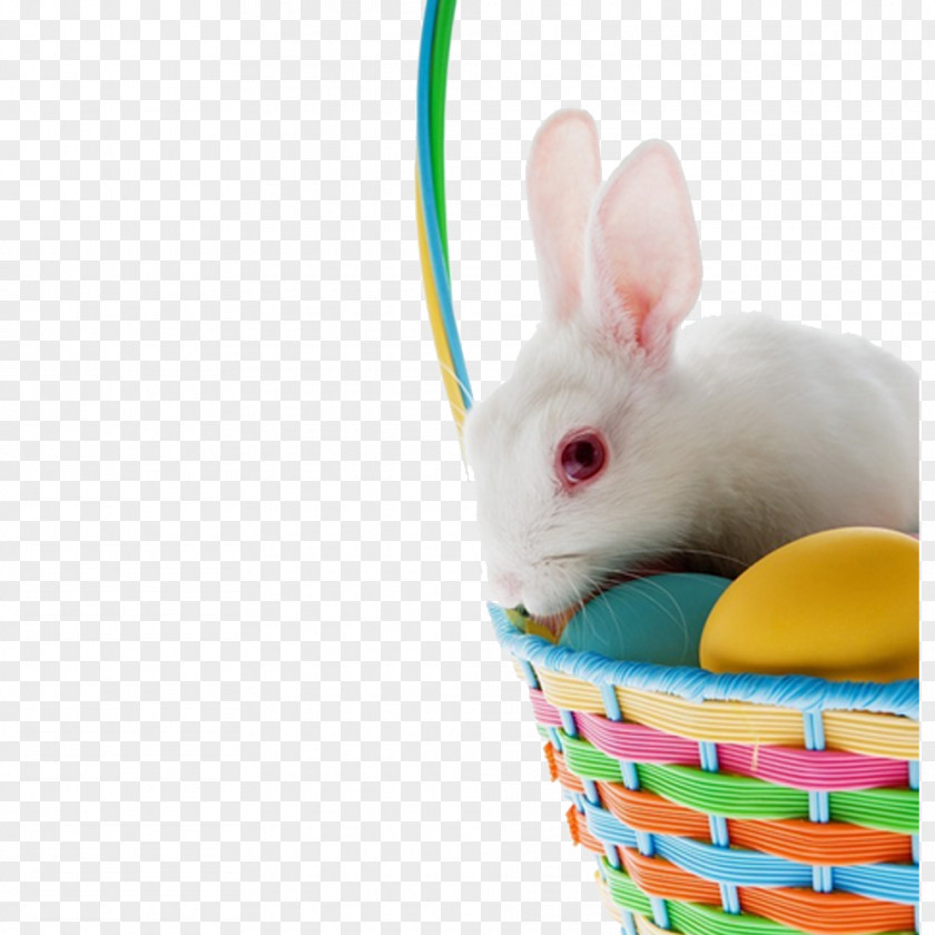 Basket Lying On The Egg White Bunny Pictures Easter Domestic Rabbit PNG