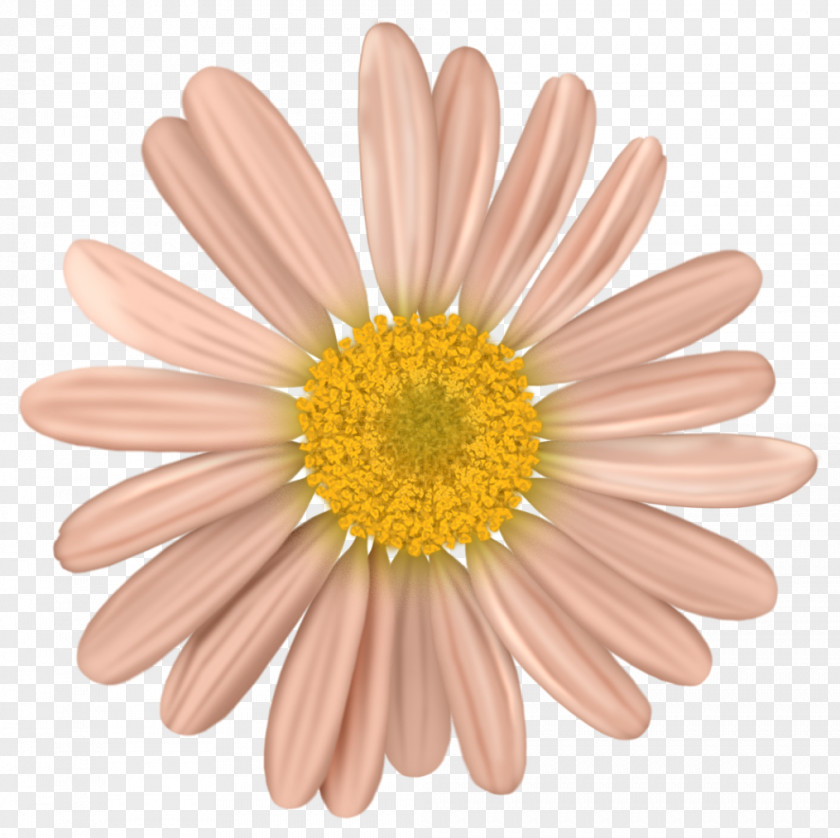 Flower Common Daisy Cut Flowers Clip Art PNG