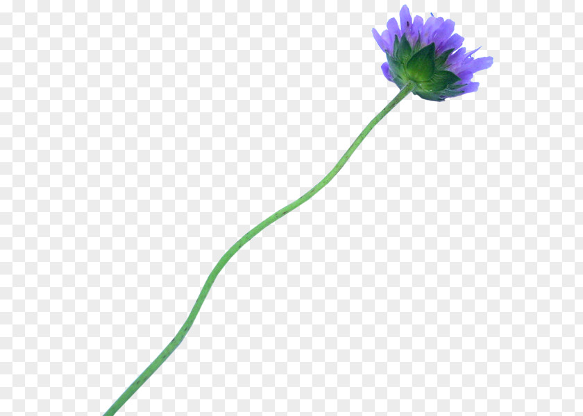 Flower Plant Stem Tulip Clip Art PNG