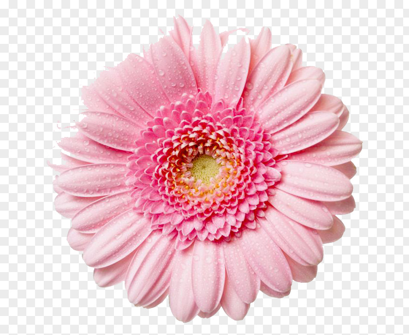 Gerbera Image Pink Flowers Rose Clip Art PNG