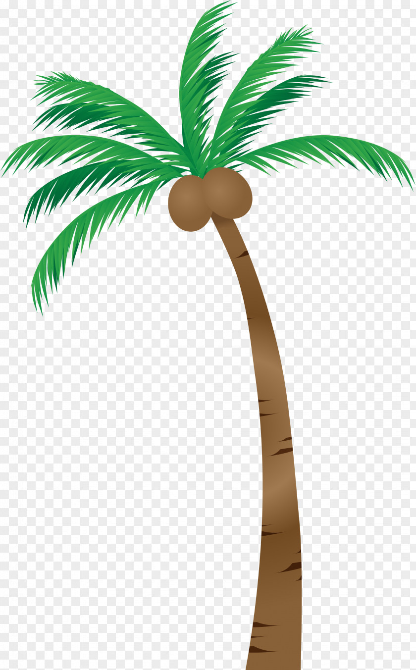 Palm Tree Trees Asian Palmyra Illustration Image Coconut PNG