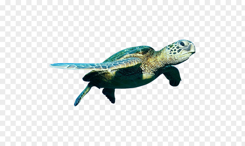 Sea Turtles Green Turtle PNG