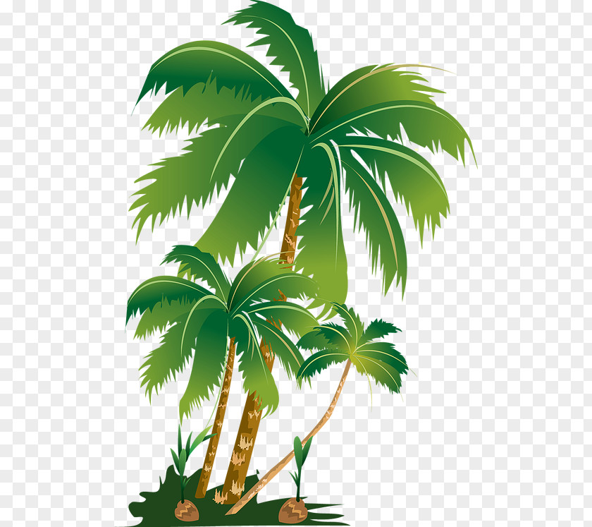 Tree Palm Trees Clip Art Image PNG