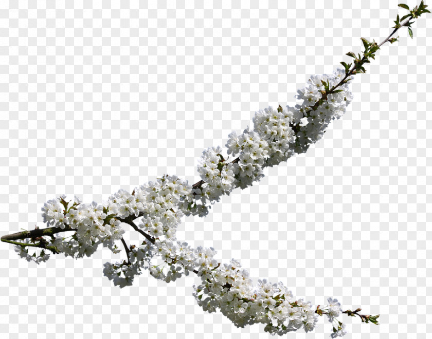 Cherry Blossom Vector Graphics Image Drawing PNG