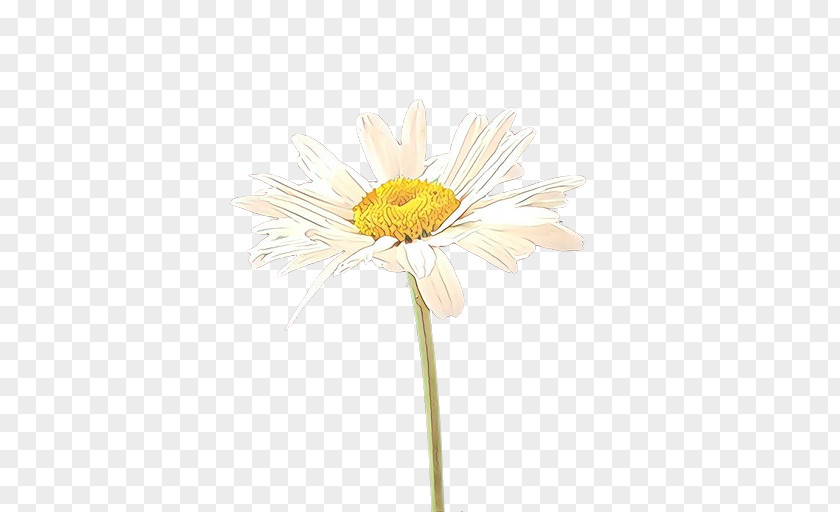 Chrysanthemum Oxeye Daisy Transvaal Cut Flowers Dandelion PNG