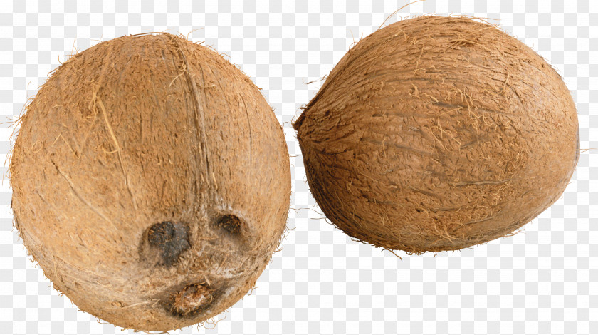 Coconut Image PNG