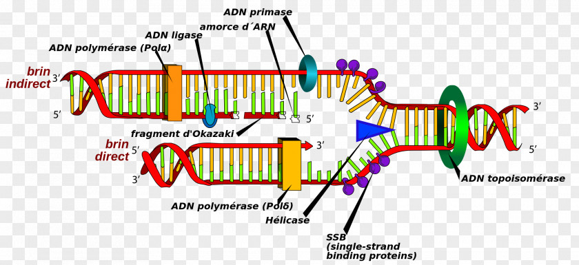 DNA Replication Cell Polymerase Synthesis PNG