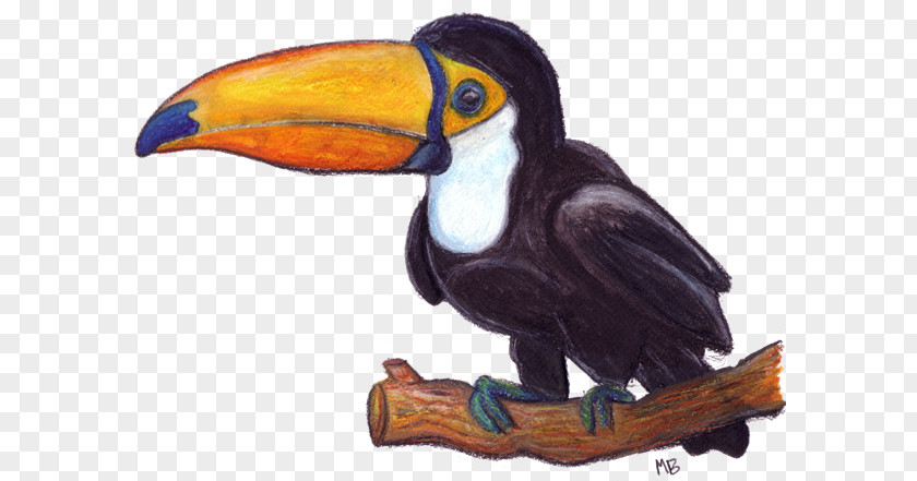 Pencil Toucan Drawing Watercolor Painting Sketch PNG