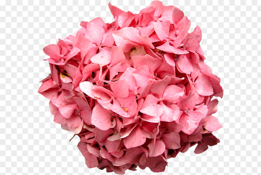 Pink Leaves Hydrangea Flower Bouquet Petal PNG