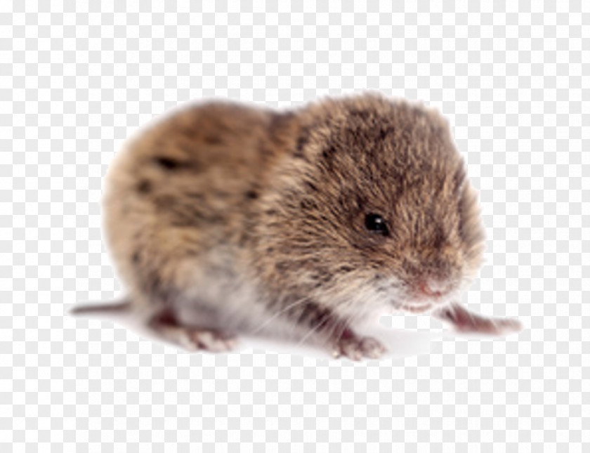Trống Đồng Rodent Rat Common Vole Clip Art PNG